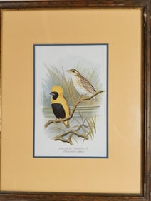 Napoleon Weaver Bird Print