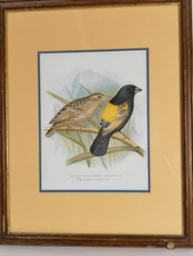 Yellow-Shouldered Weaver Bird Print