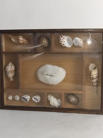 Specimen of Seashells