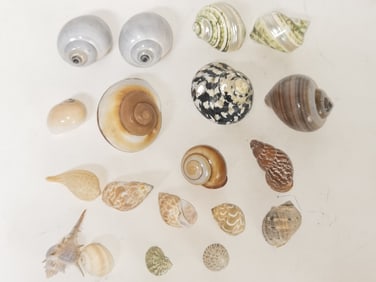 (19) Sea Shell Decors