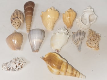 (12) Sea Shell Decors