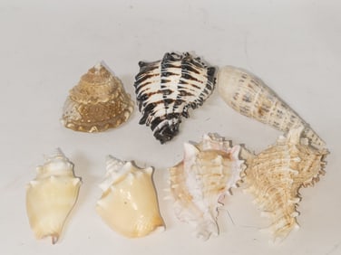 (7) Sea Shell Decors