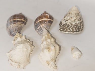 (6) Sea Shell Decors