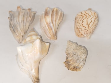 (5) Sea Shell Decors