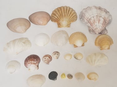 (22) Sea Shell Decors