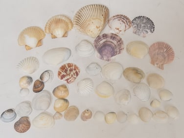 (43) Sea Shell Decors