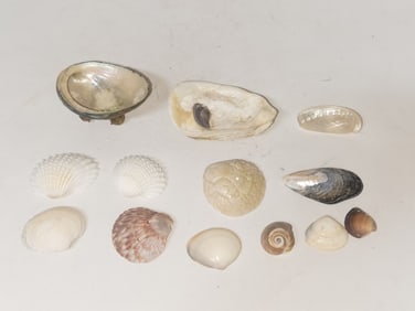 (13) Sea Shell Decors