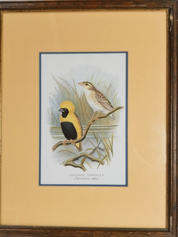 Napoleon Weaver Bird Print (1 of 4)