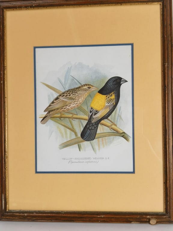 Yellow-Shouldered Weaver Bird Print (1 of 3)