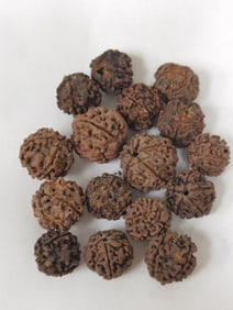 Group of Rudraksha Beads