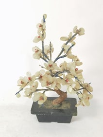 Chinese Jade Tree