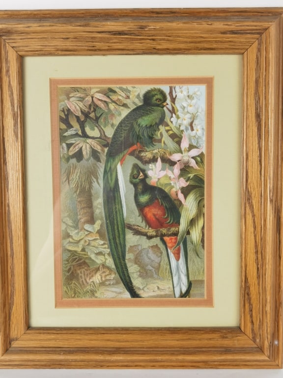 Bird Print in Frame: Bird Print in Frame, 12.5in by 10.75in