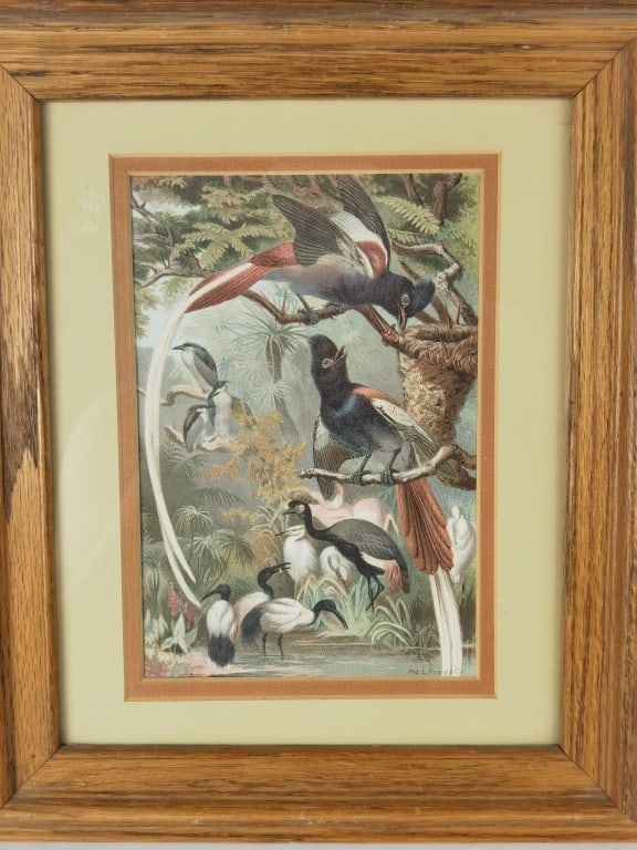 Bird Print in Frame: Bird Print in Frame, 12.5in by 10.75in