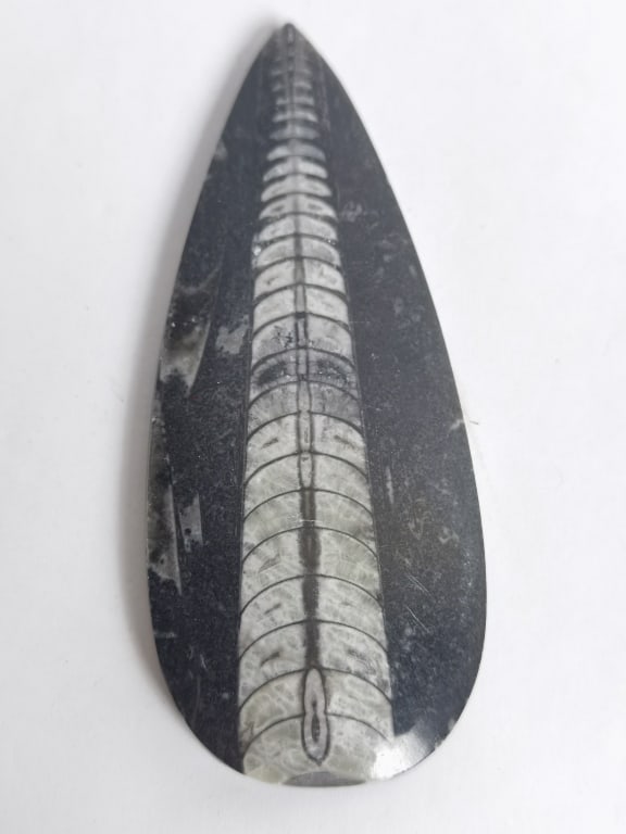 Moroccan Orthoceras Fossil Black Marble (1 of 4)