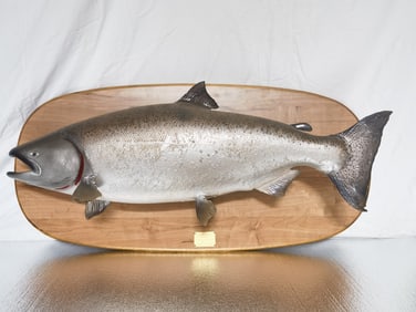 Large Spencer Cuadra Fish Taxidermy by Kline Burger