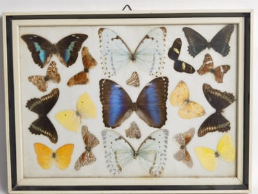 Vintage Framed Real Butterfly Specimen Display