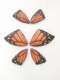 Group of Butterfly Wing Hand Painted Pendants