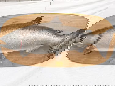 Large Fish Taxidermy Caught by Spencer Caudra