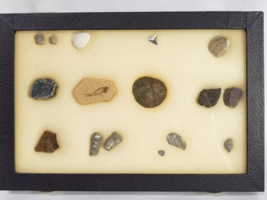 Group of Rock and Shells in Display Box