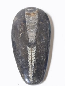 Orthoceras Fossil
