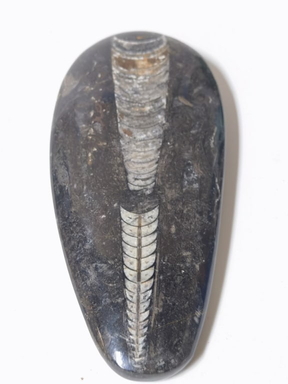 Orthoceras Fossil: Orthoceras Fossil, 7.25in