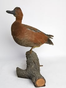Vintage Cinnamon Teal Duck Taxidermy