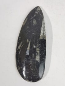 Natural Orthoceras Fossil from Morocco