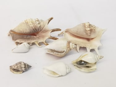 Group of Sea Shells
