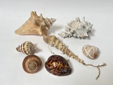 Group of Seashells