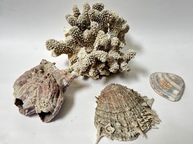Group of Seashells/Coral