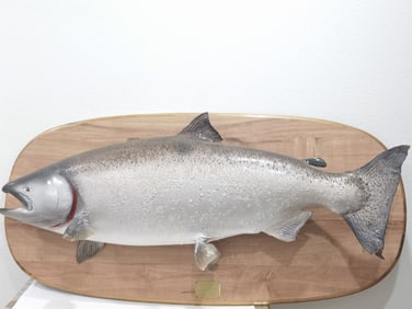 50in Vintage King Salmon Taxidermy by Klineburger