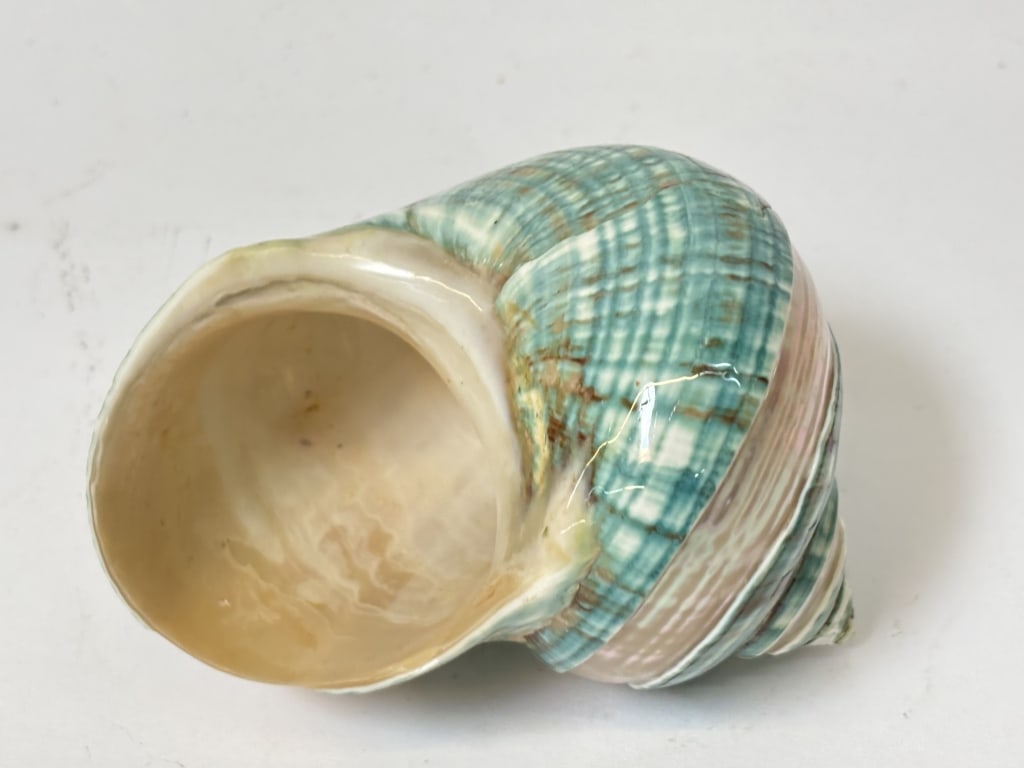 Polished Banded Jade Turbo Shell (1 of 2)