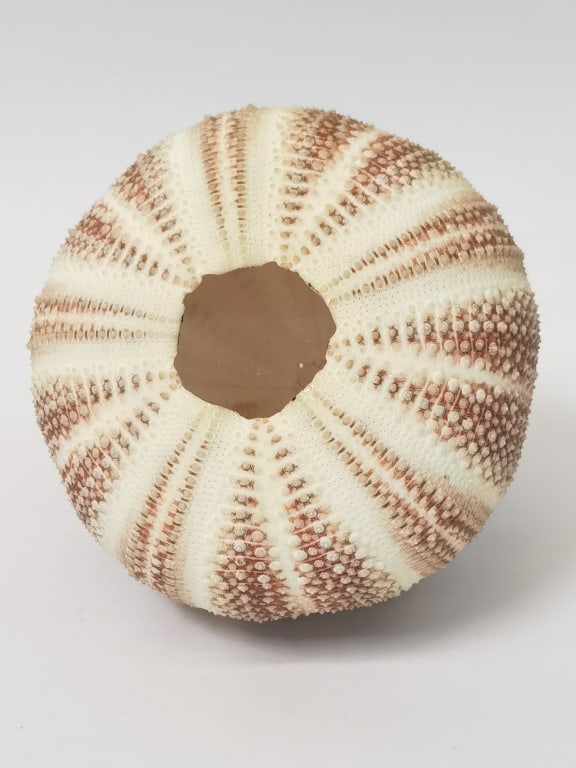 Sea Urchin - 2