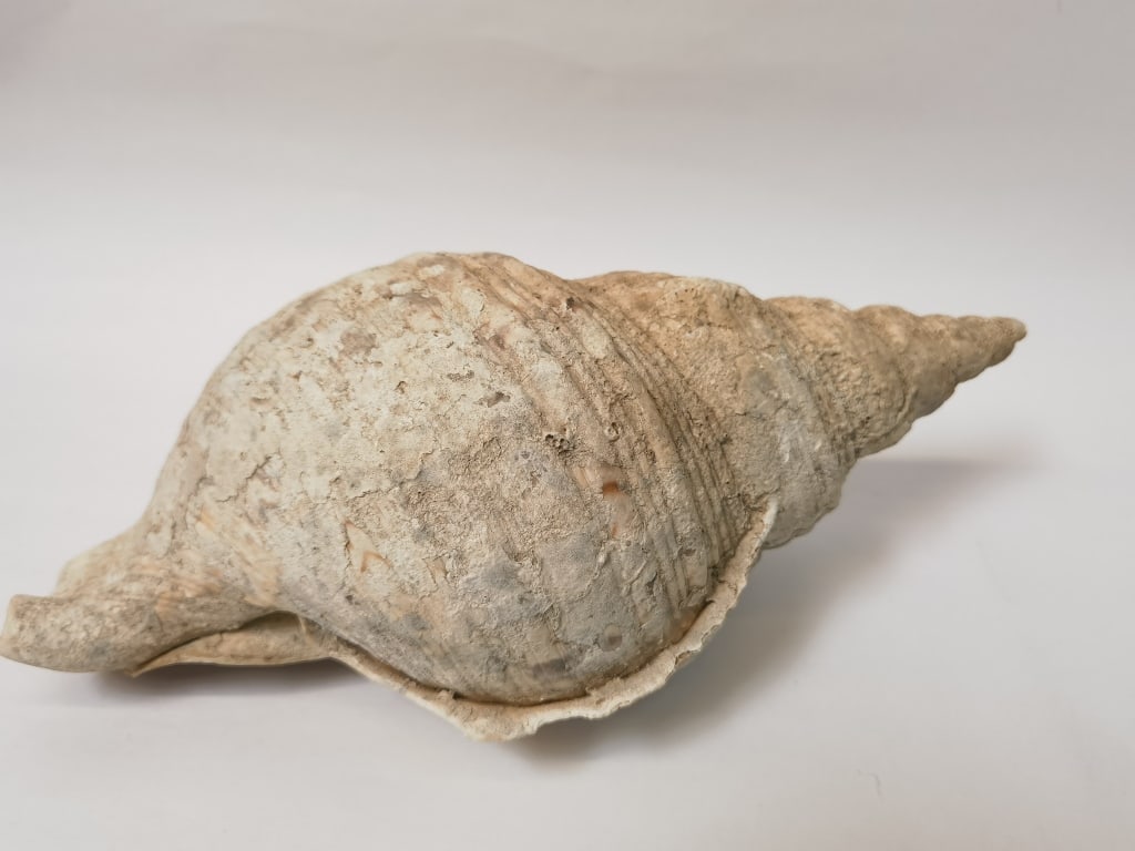 Large Sea Shell - 2