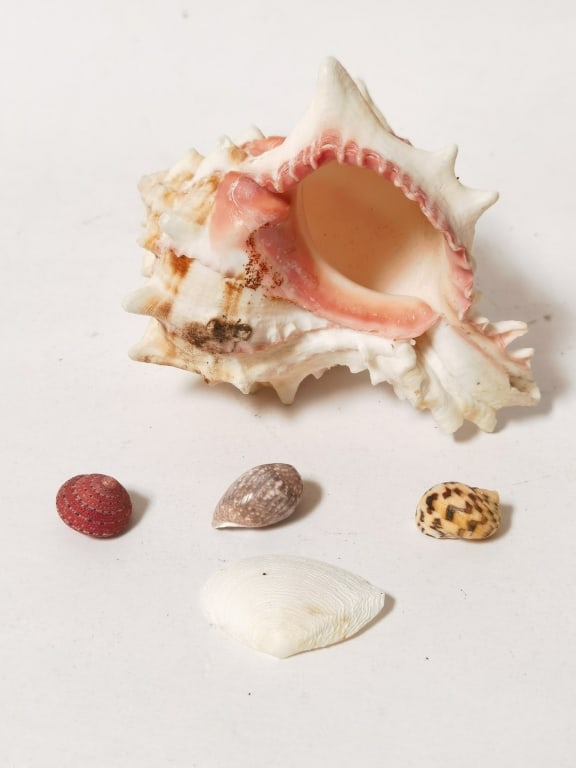 Group of Sea Shells: Group of Sea Shells, 4.5in