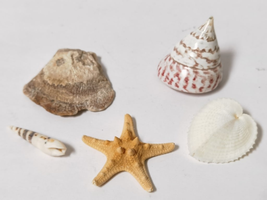 Group of Sea Shells: Group of Sea Shells, 2.75in