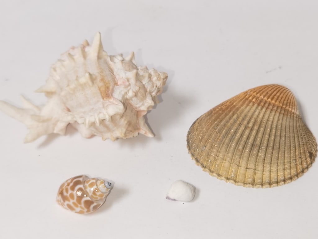 Group of Sea Shells: Group of Sea Shells, 4.25in
