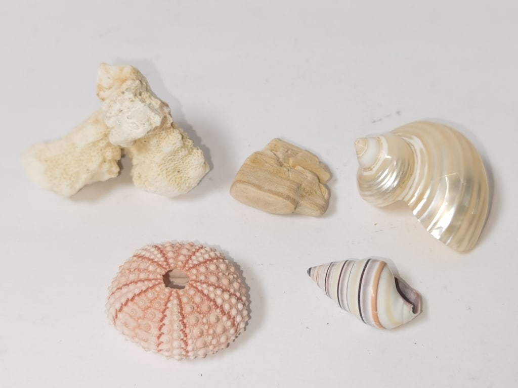 Group of Sea Shells: Group of Sea Shells, 2.75in