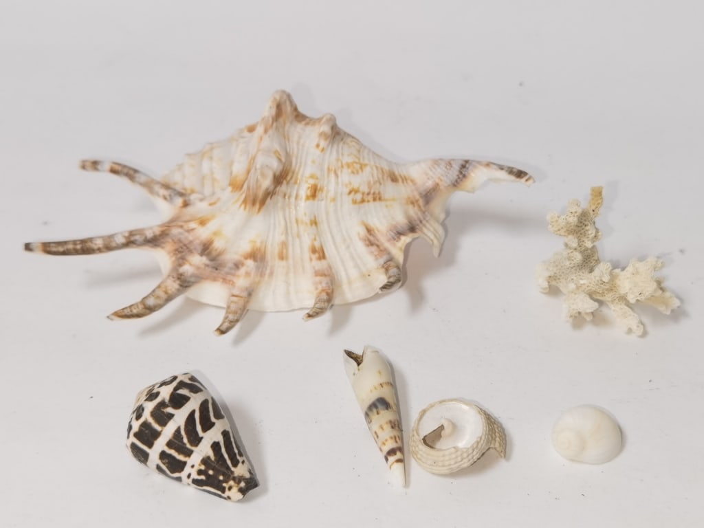 Group of Sea Shells: Group of Sea Shells, 5.75in