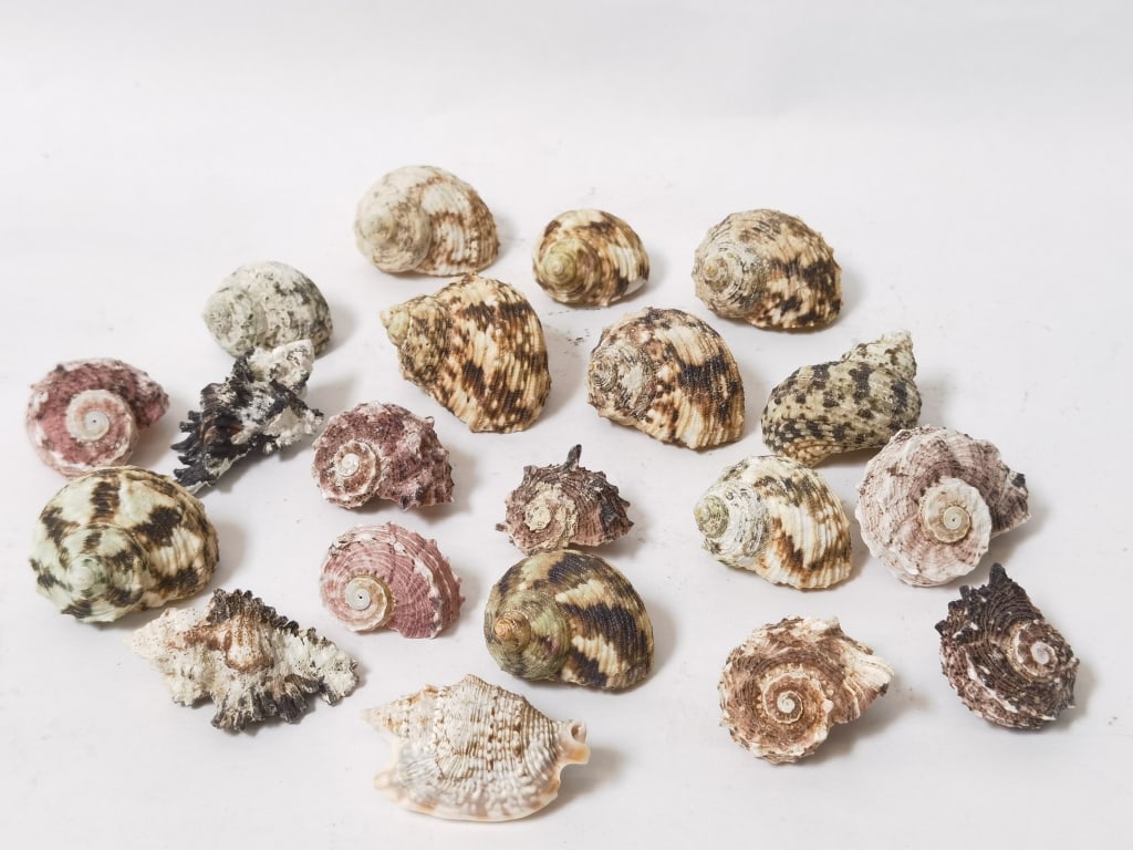 Group of Sea Shells (1 of 3)