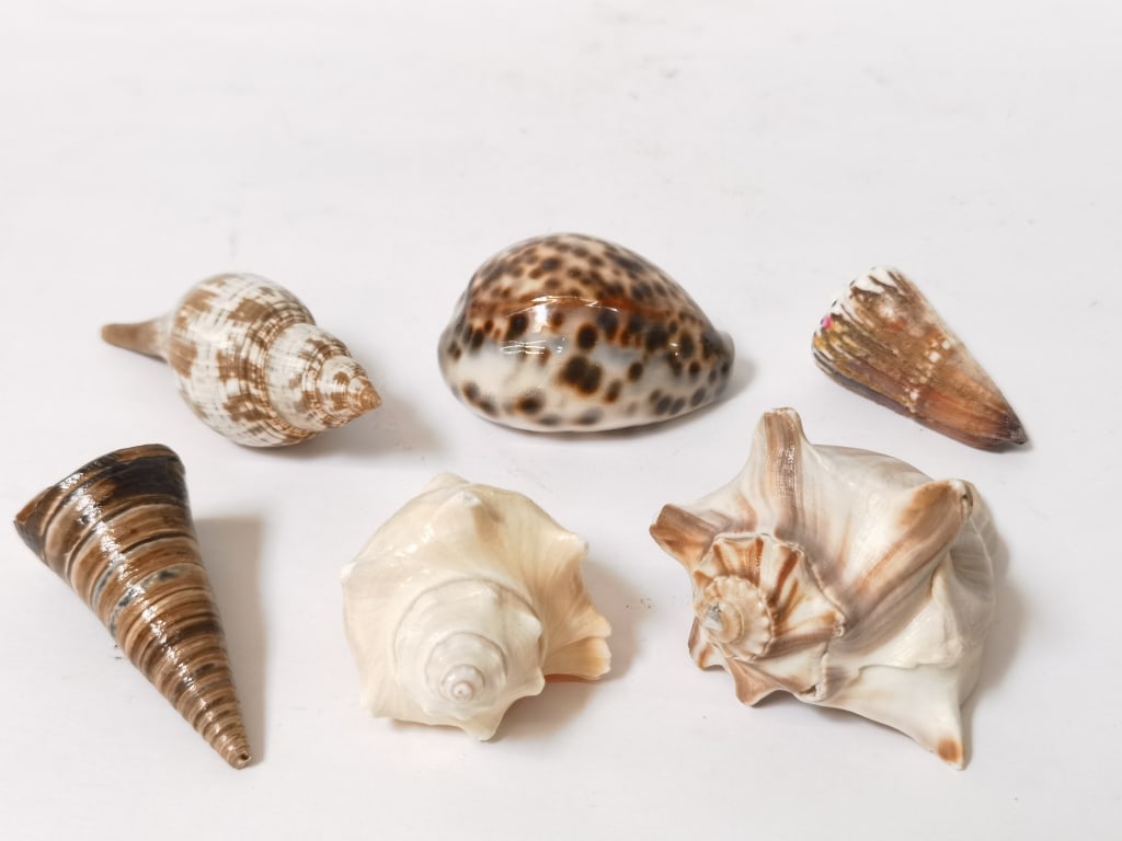 Group of Sea Shells (1 of 3)
