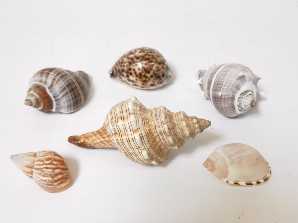 Group of Sea Shells (1 of 2)