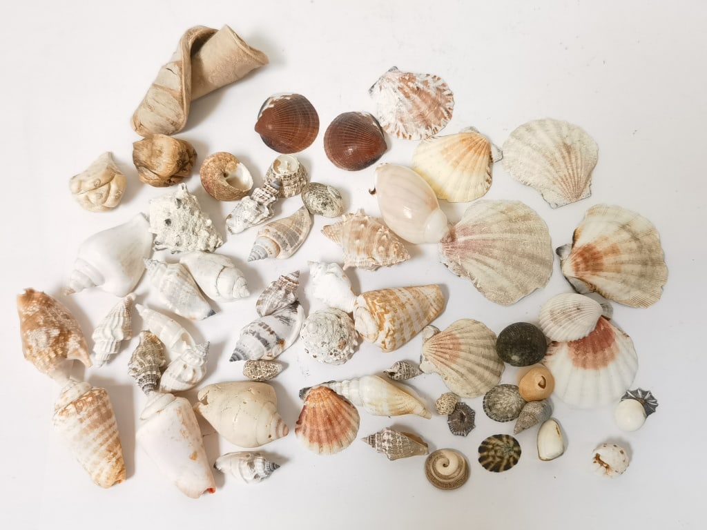 Group of Sea Shells (1 of 3)