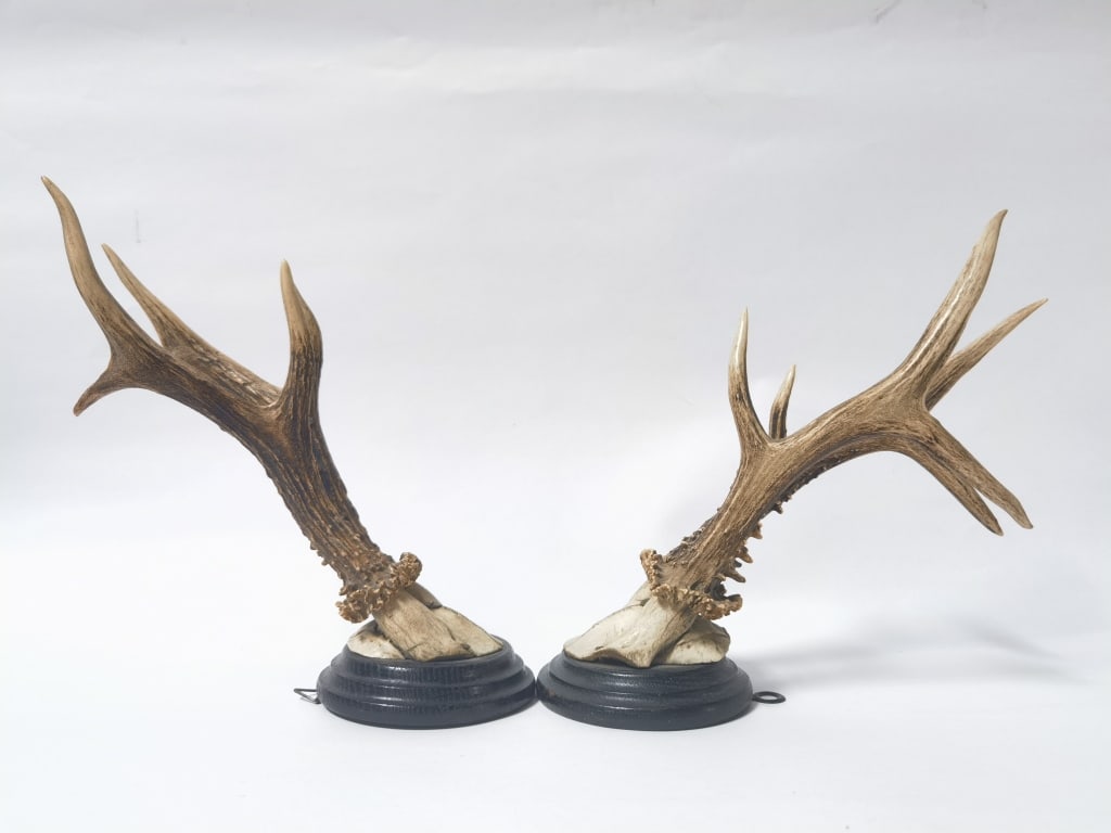 Pr. of Deer Antlers (1 of 4)
