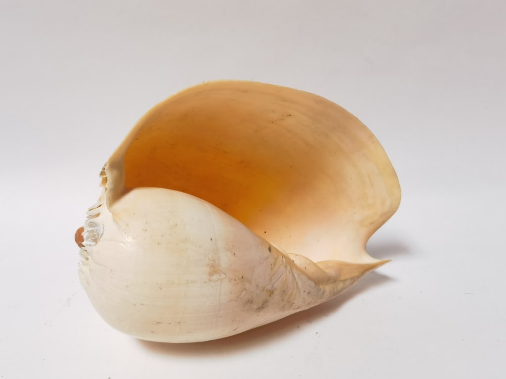 Large Sea Shell (1 of 6)