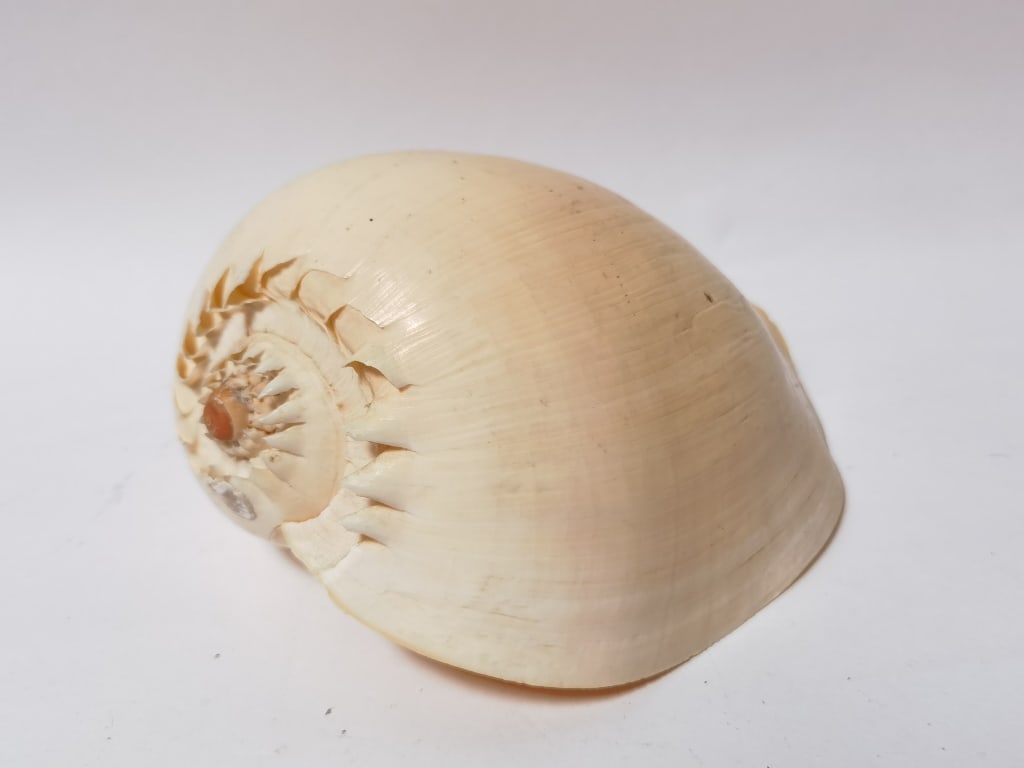 Large Sea Shell - 2