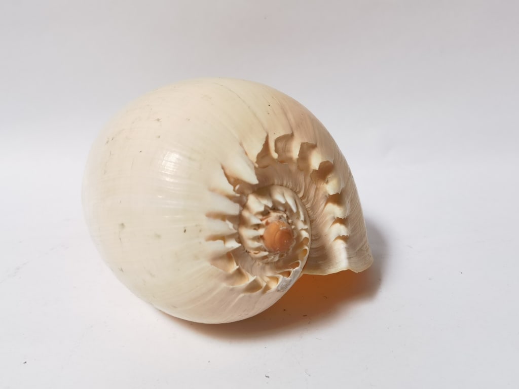 Large Sea Shell - 5