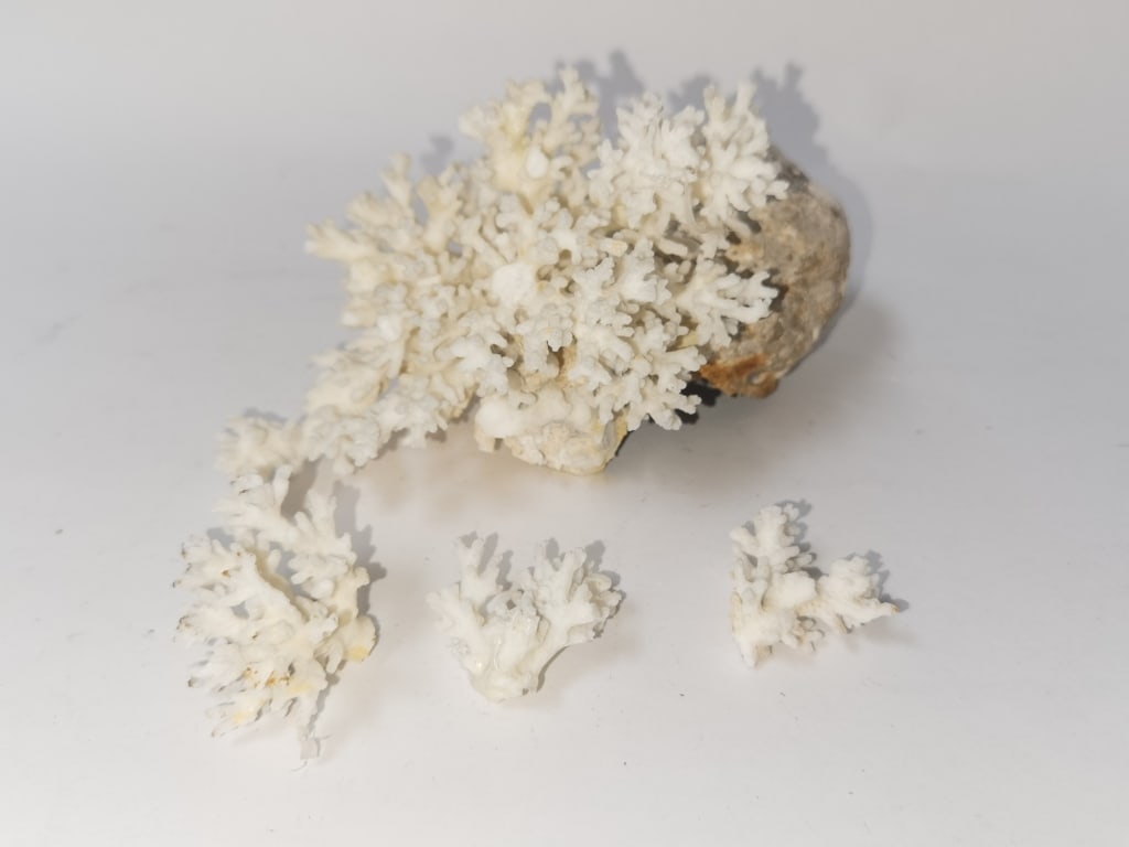 White Coral Specimen: White Coral Specimen, 6.5in by 3.5in