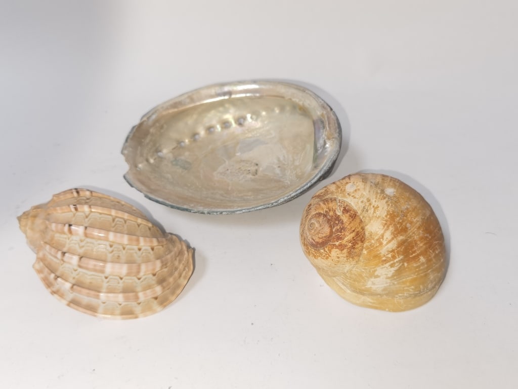 Group of Sea Shells: Group of Sea Shells