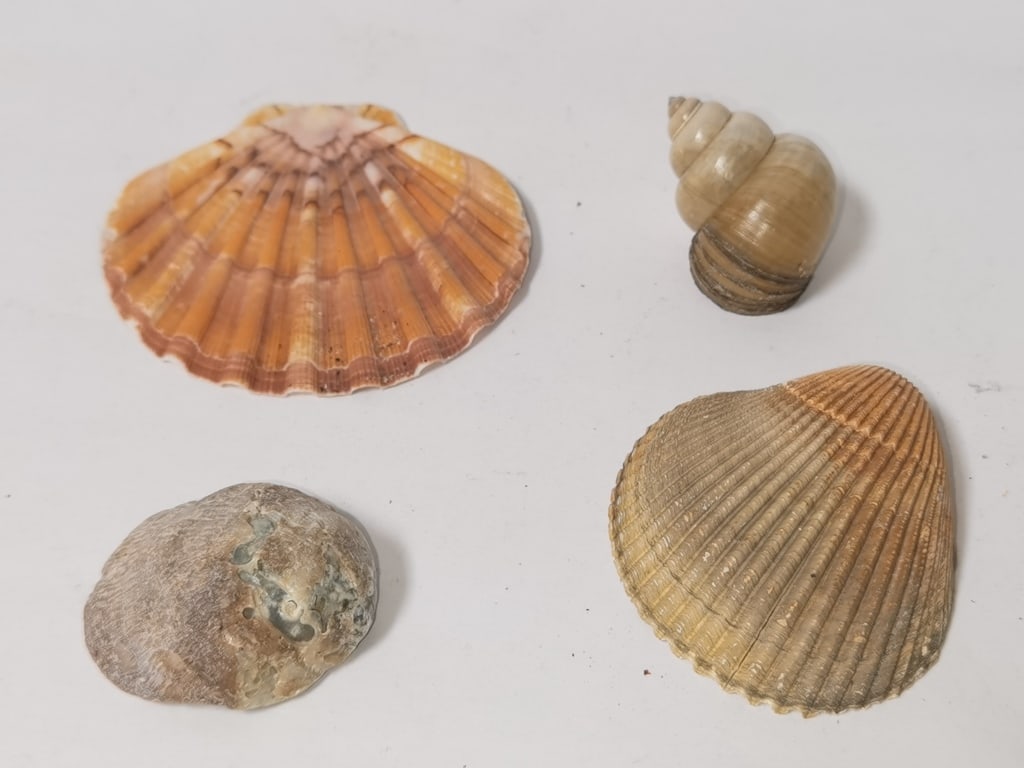 Group of Sea Shells: Group of Sea Shells, 4in